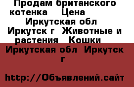 Продам британского котенка. › Цена ­ 4 000 - Иркутская обл., Иркутск г. Животные и растения » Кошки   . Иркутская обл.,Иркутск г.